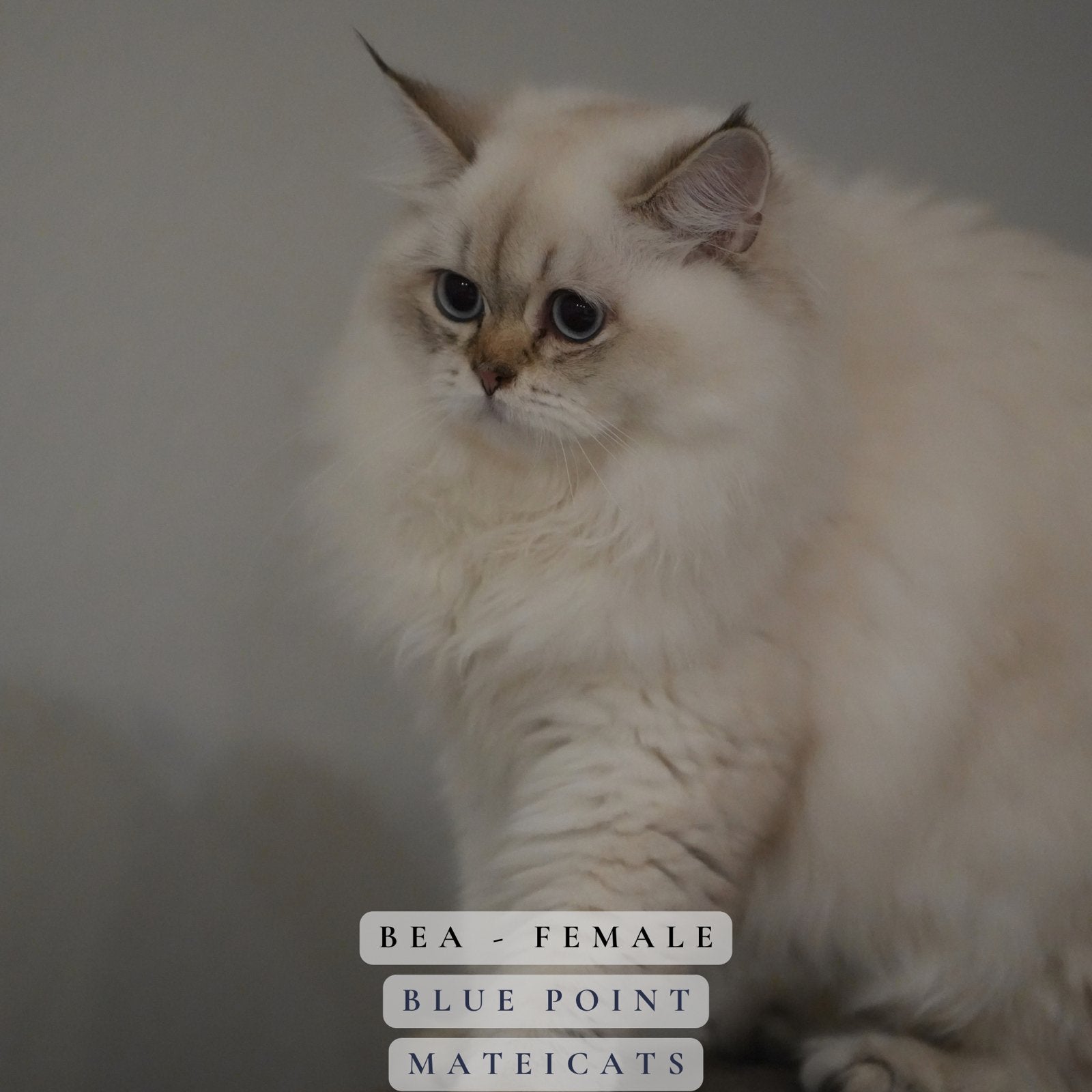 British Longhair Blue Point - Lilac Point, Meerdere dieren, Met stamboom, 0 tot 2 jaar