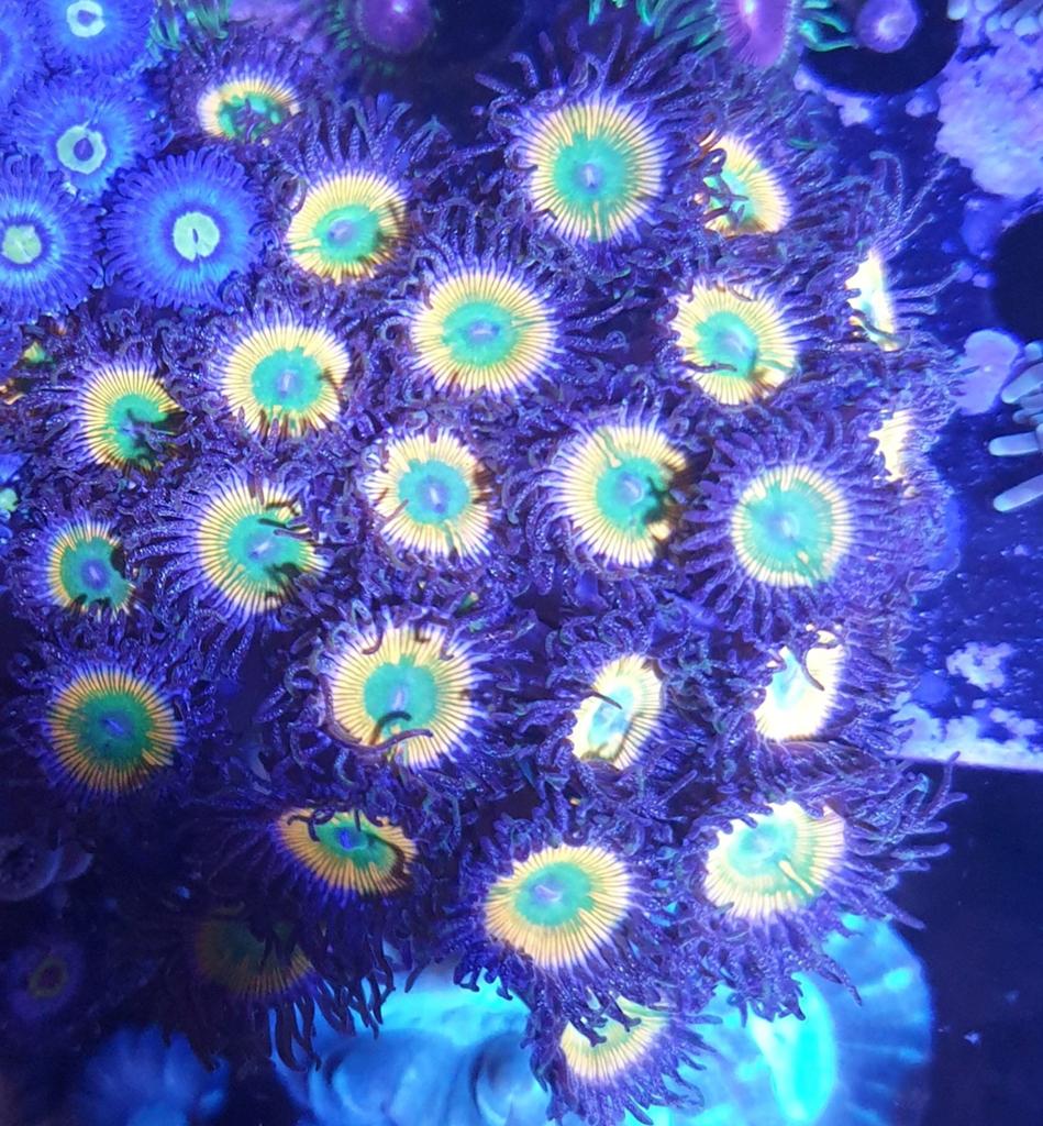 Zoanthus sunny D €10 per poliep of 3 poliepen voor €25, Overige typen, Zoutwatervis
