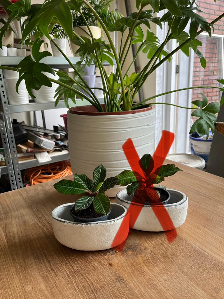 Madagasker jewel, inclusief witte stenen pot, Overige soorten, Ophalen of Verzenden, In pot, Minder dan 100 cm