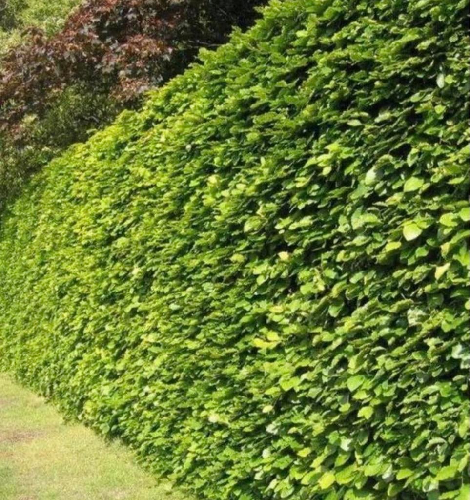 40 x beukenhaag fagus VANDAAG GRATIS thuis geleverd, Ophalen of Verzenden, Bloeit niet, Halfschaduw, Overige soorten