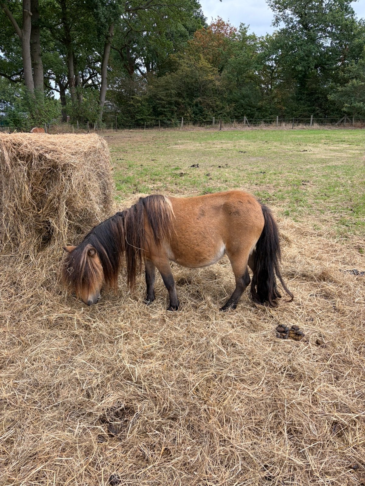 NSPS Mini valk merrie en NSPS Jaarling zwartschimmelbont, Merrie, A pony (tot 1.17m), Met stamboom, 0 tot 2 jaar