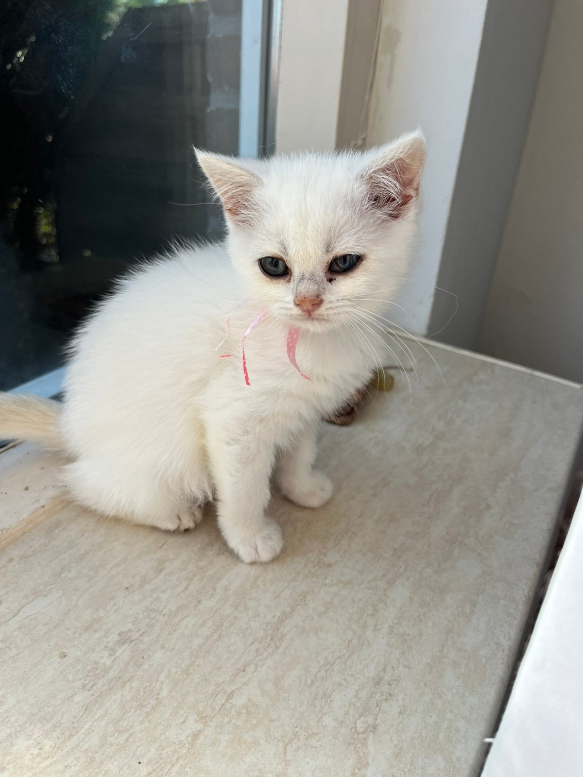 Britse korthaar kittens te koop golden, silver, point, Meerdere dieren, Ontwormd, 0 tot 2 jaar