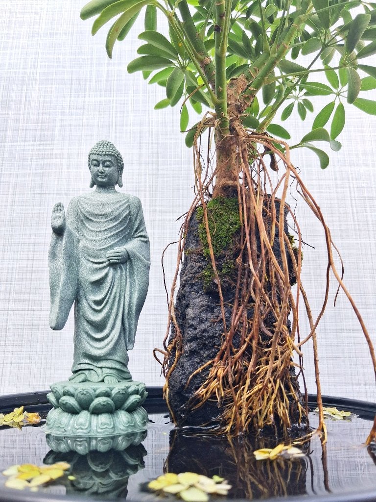 1 Bonsai Schefflera- Vingerplant Op steen In Water-Boeddah, Bloeit niet, Halfschaduw, Overige soorten, Minder dan 100 cm