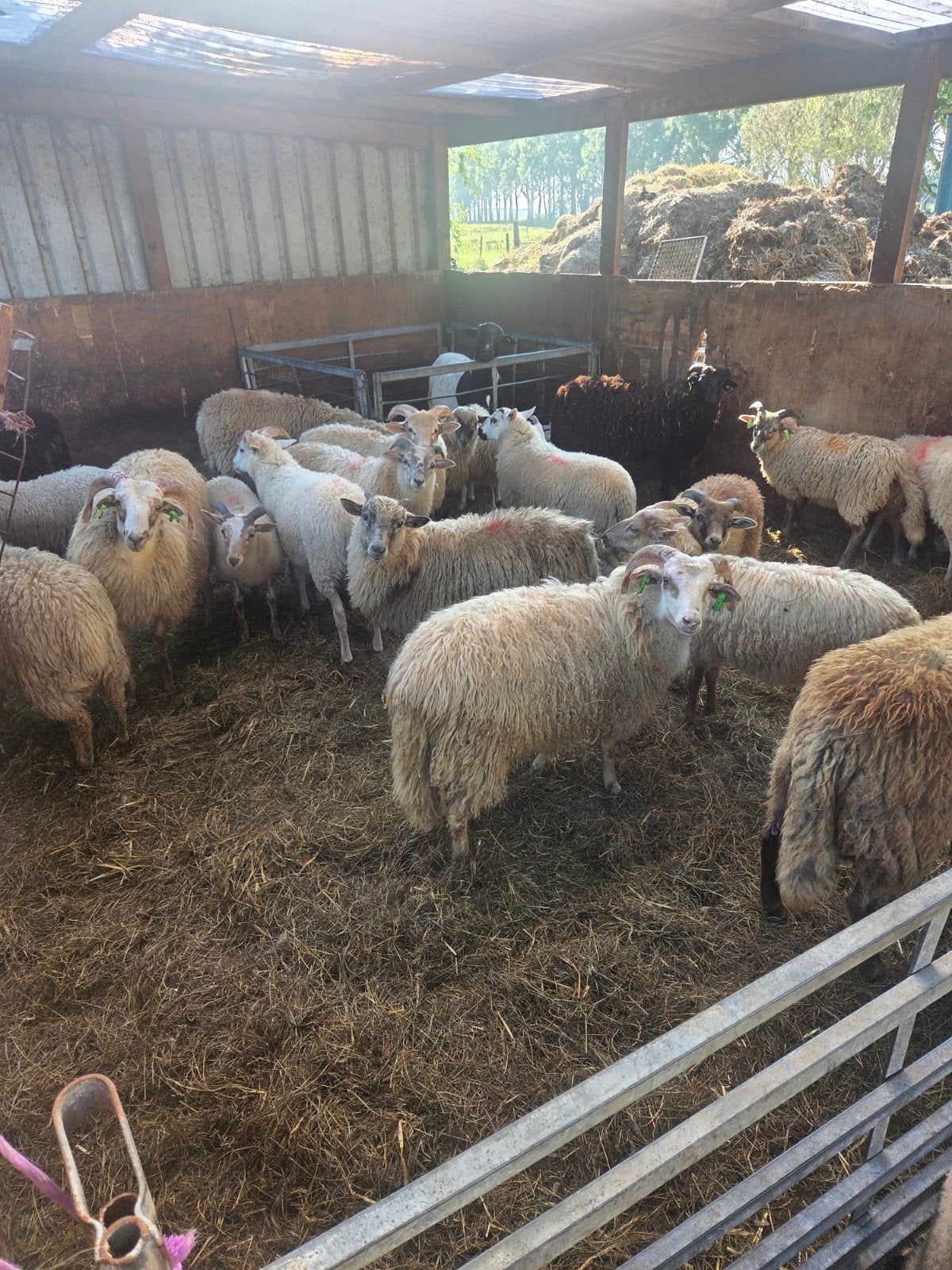 te koppel drente  rammen, Dieren en Toebehoren, Schapen, Geiten en Varkens, Mannelijk, Schaap