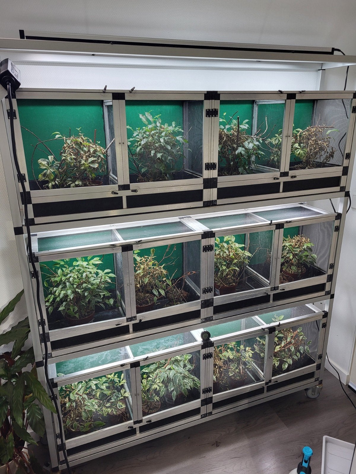 Stelling met 12(6) gazen terraria incl. verlichting, Dieren en Toebehoren, Ophalen, Gebruikt