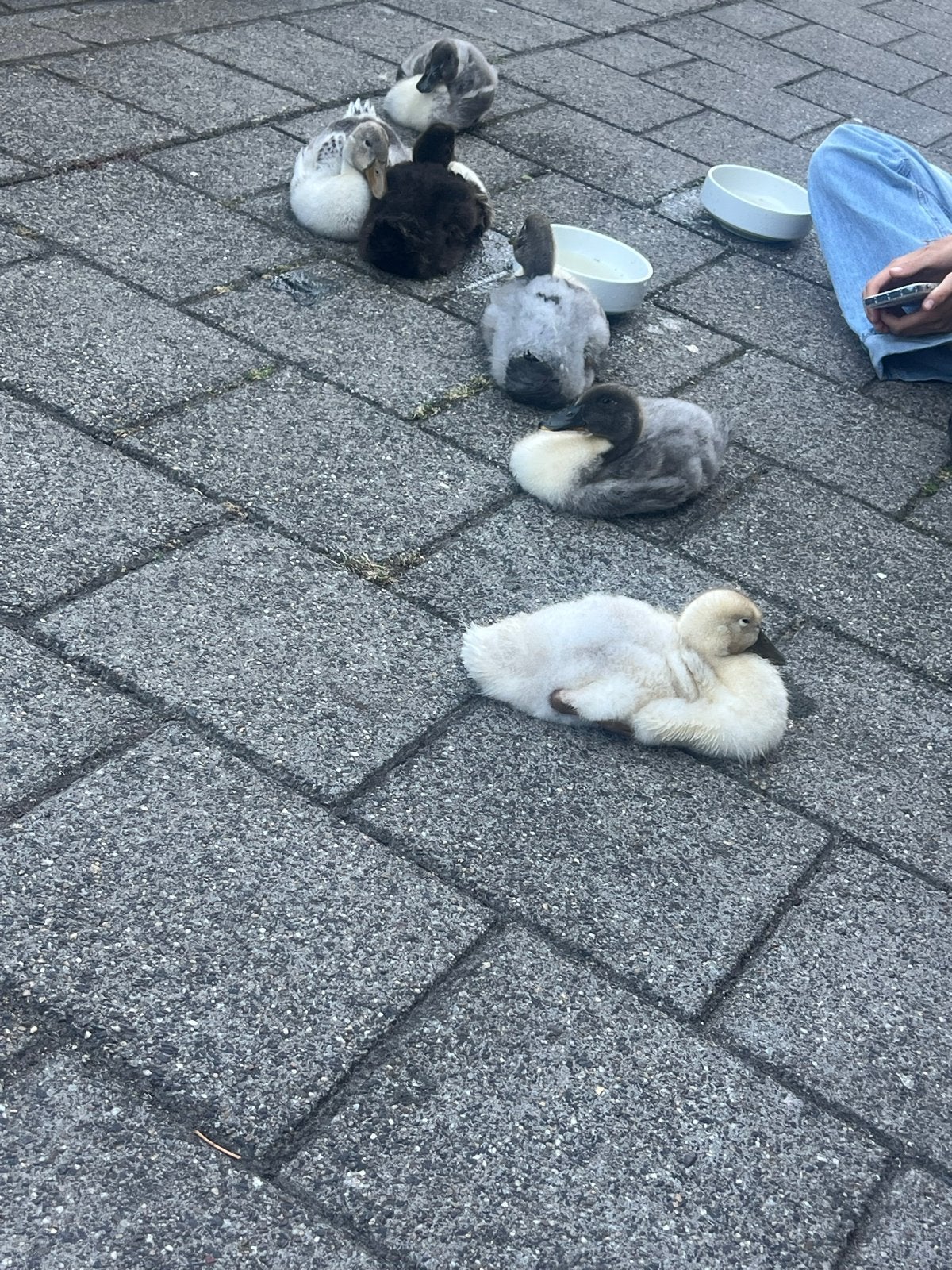 Leuke loopeendjes te koop blauw /wit, Meerdere dieren, Eend