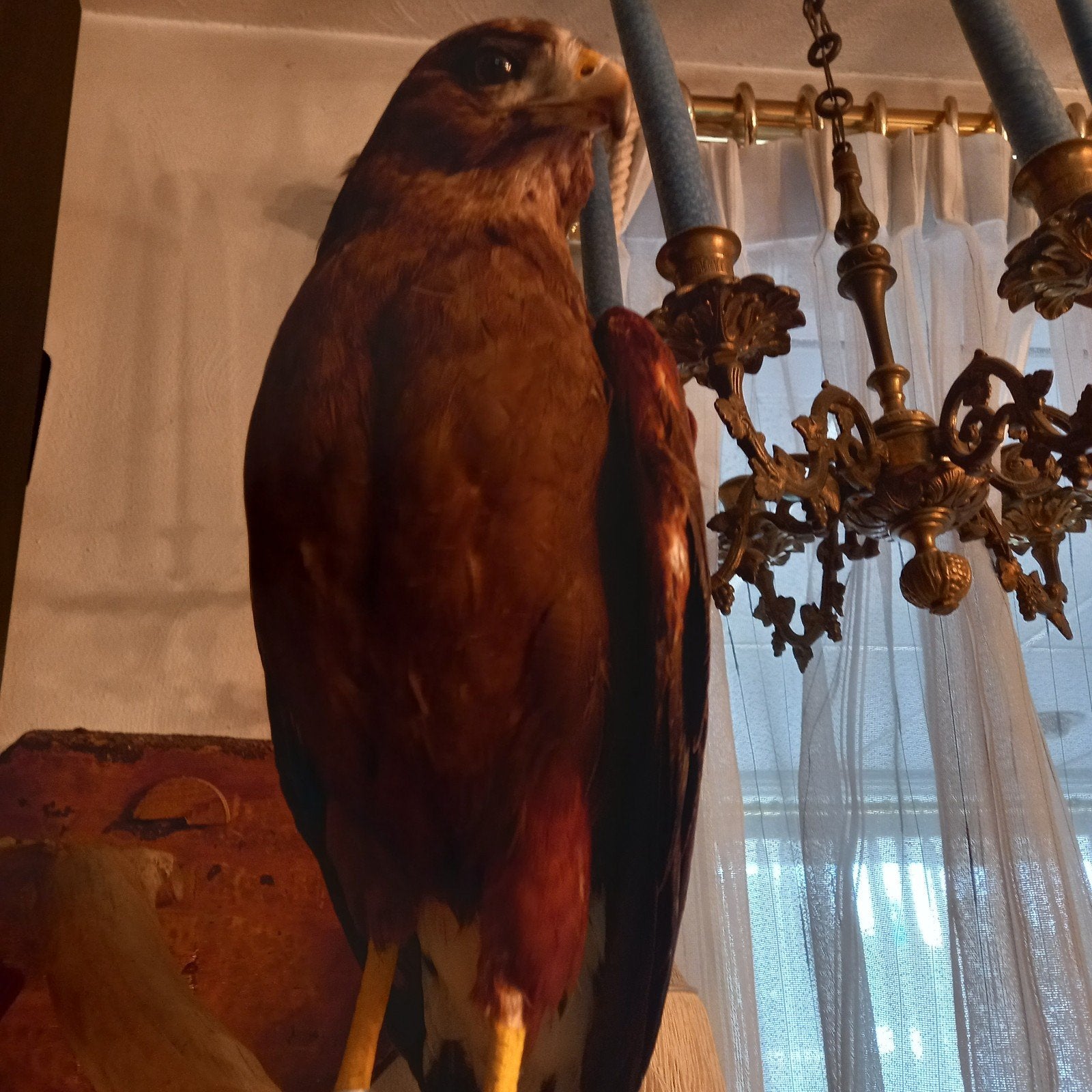 mooie woestijnbuizerd met ring, Verzamelen, Ophalen of Verzenden