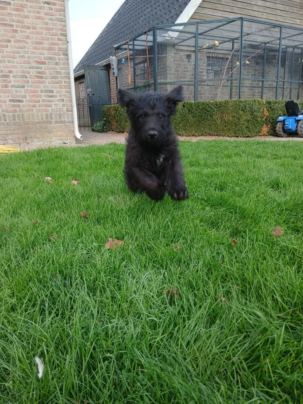Ik ben een super knappe zwart bouvier pup reu, 8 tot 15 weken, Meerdere, Meerdere dieren, Herder