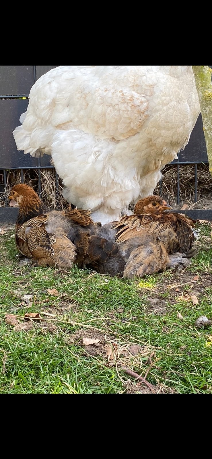 Brahma kuiken haan goudpatrijs, Dieren en Toebehoren, Pluimvee, Mannelijk, Kip