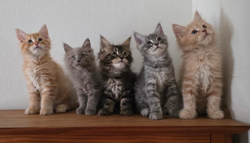 Maine coon kittens met vleugje ragdoll, Kater, Gechipt, 0 tot 2 jaar