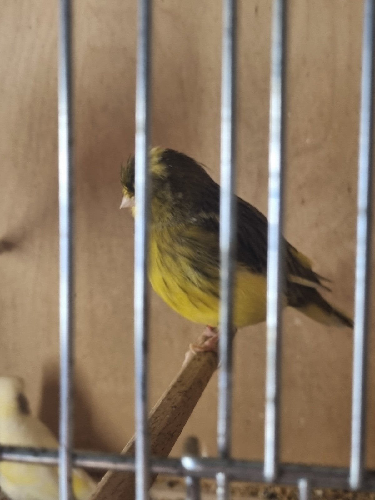 Pracht koppel norwich pop en forse clocterman., Meerdere dieren, Kleurkanarie