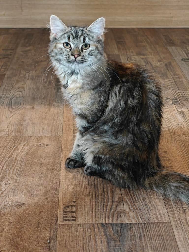 Maine Coon / Noorse Boskat mix kitten (poesje), Dieren en Toebehoren, Poes, Ingeënt, 0 tot 2 jaar
