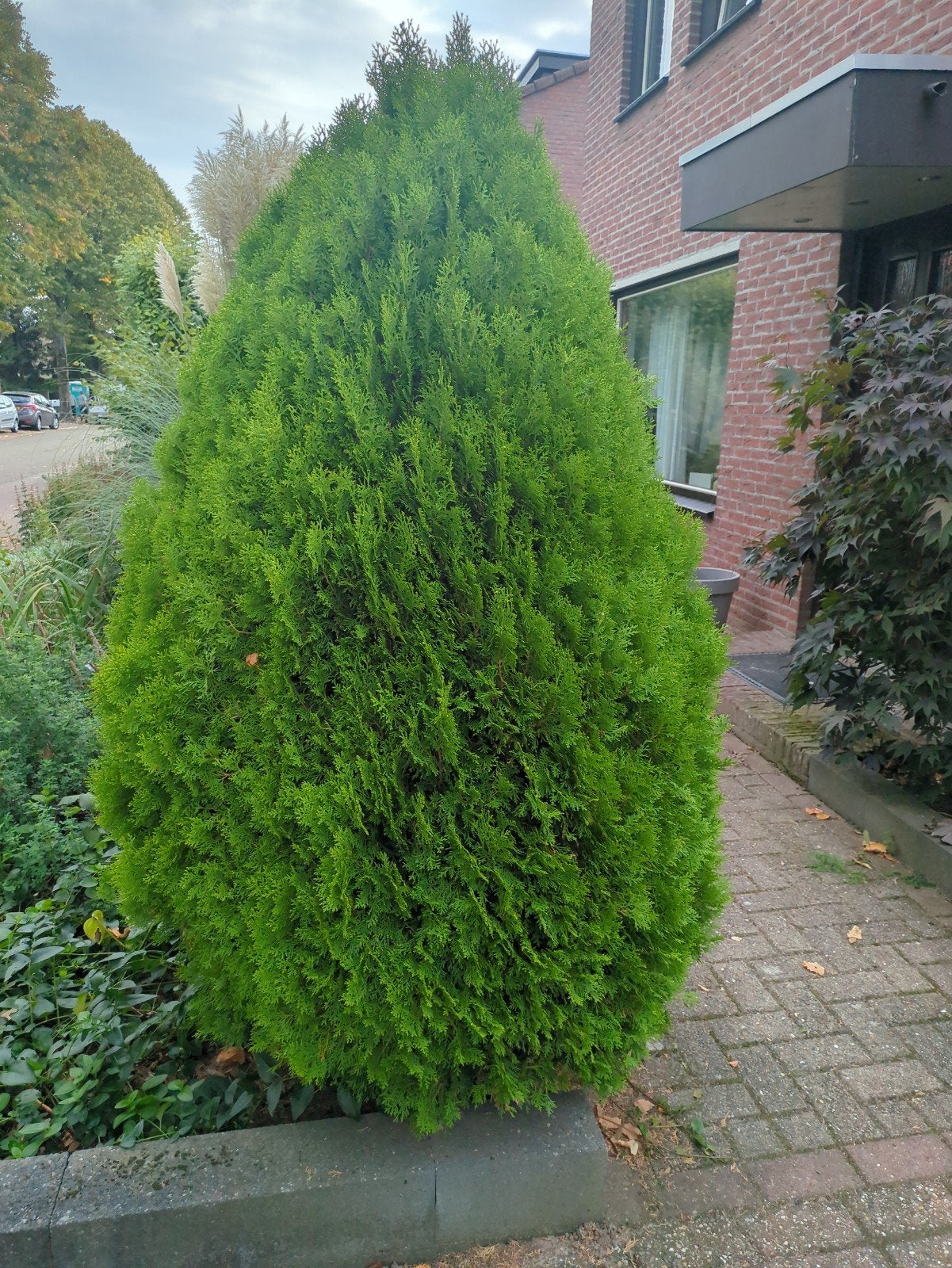 Mooie, volle conifeer voor tuin of erf, Bloeit niet, Overige soorten, 100 tot 250 cm, Ophalen
