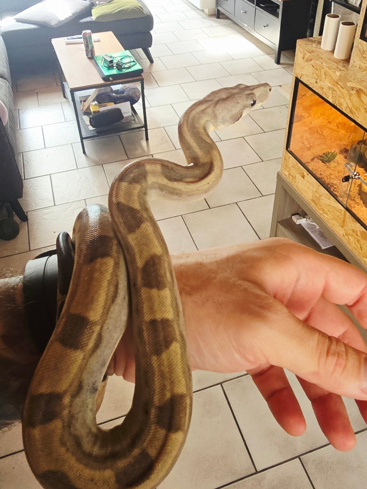 boa constrictor imperator Boa Constrictor photo 6