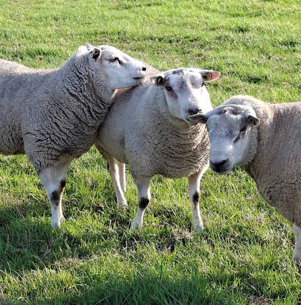 Luxe Dekrammen. Zwoegervrij, Mannelijk, Schaap, 0 tot 2 jaar