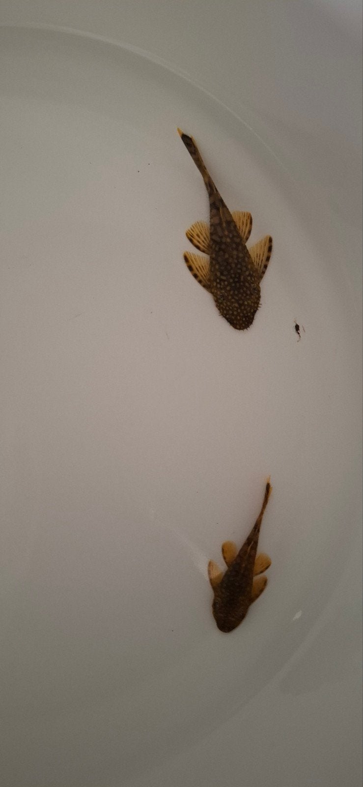 2 algen eters, Dieren en Toebehoren, Wandelende tak