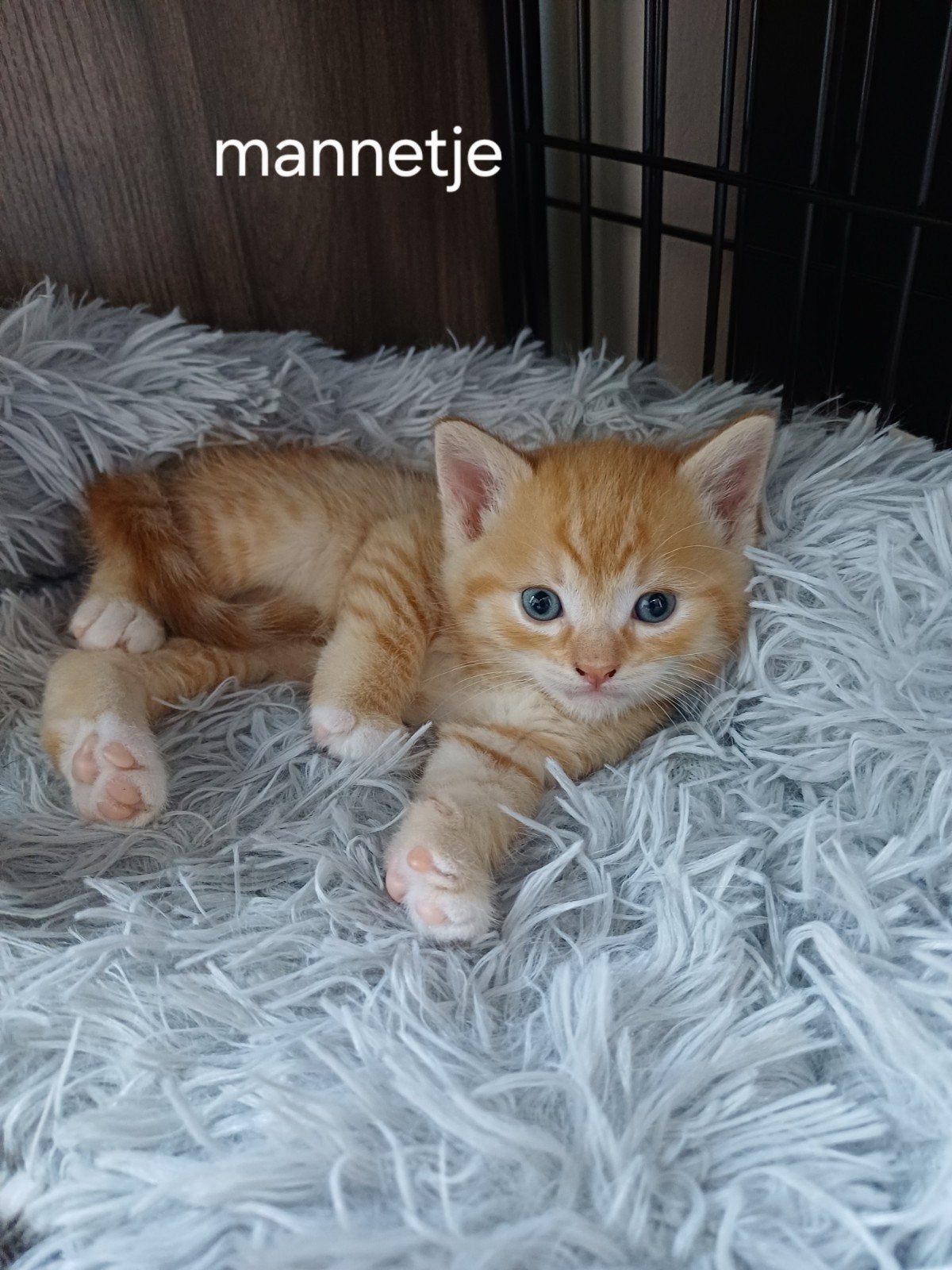Mooie kittens ragdoll mix, Dieren en Toebehoren, Katten en Kittens | Raskatten | Langhaar, Meerdere dieren, Ontwormd