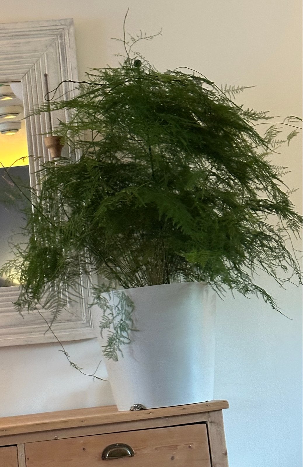 Ecopots pot met Asparagus plant, Ophalen, Overige soorten, Halfschaduw, In pot
