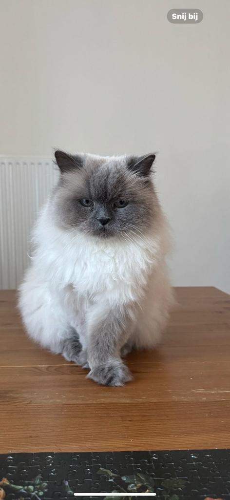 Perzische langhaar poes HERPLAATSING, Dieren en Toebehoren, Poes, Ontwormd