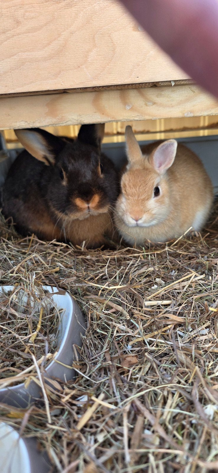 2 jonge dwerg konijntjes van  +- 7 á 8 maanden oud, Dieren en Toebehoren, Konijnen, Meerdere dieren, Dwerg, 0 tot 2 jaar