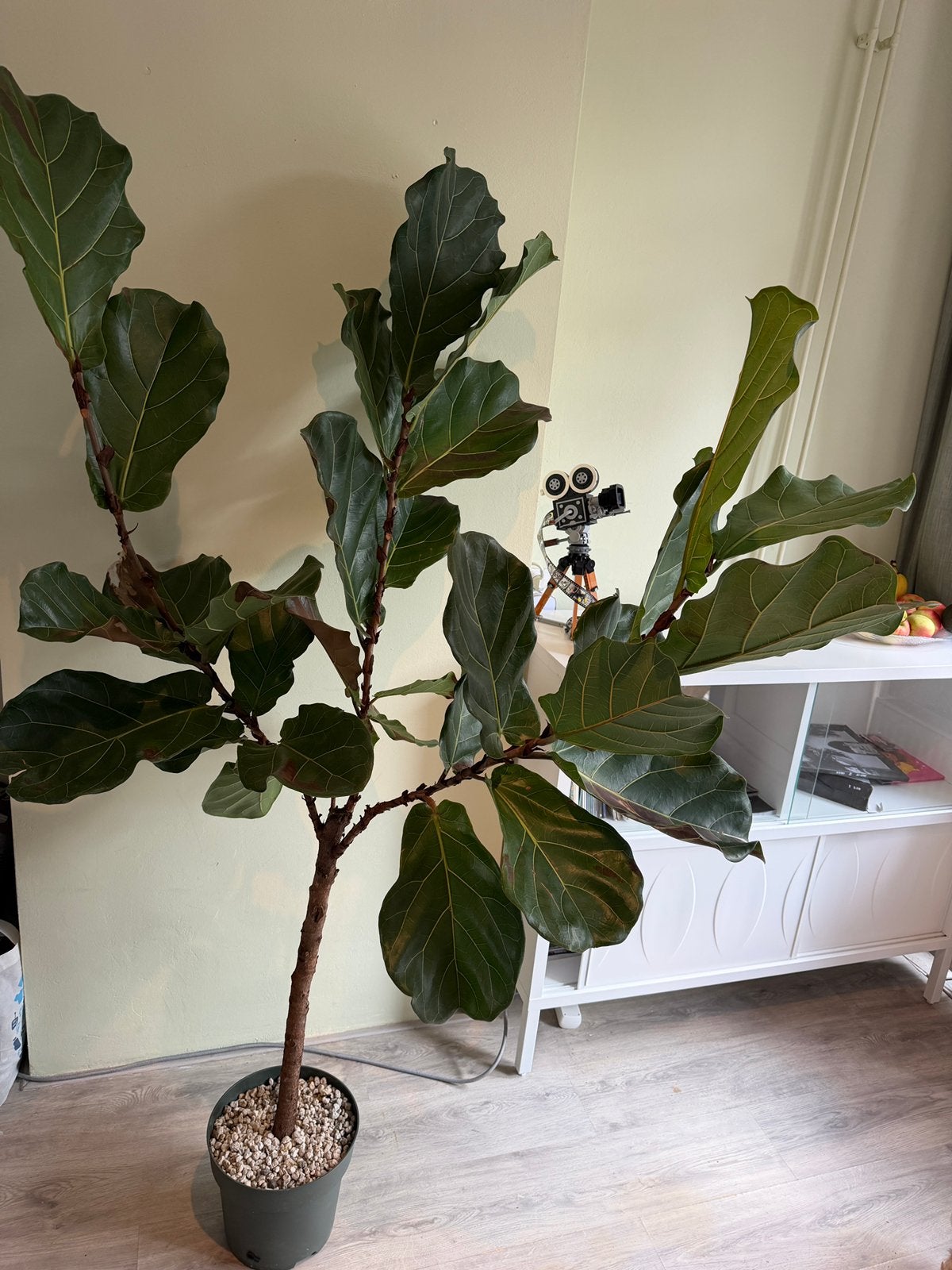 Ficus Lyrata - Vioolbladplant, Ophalen, Ficus, Halfschaduw, 150 tot 200 cm