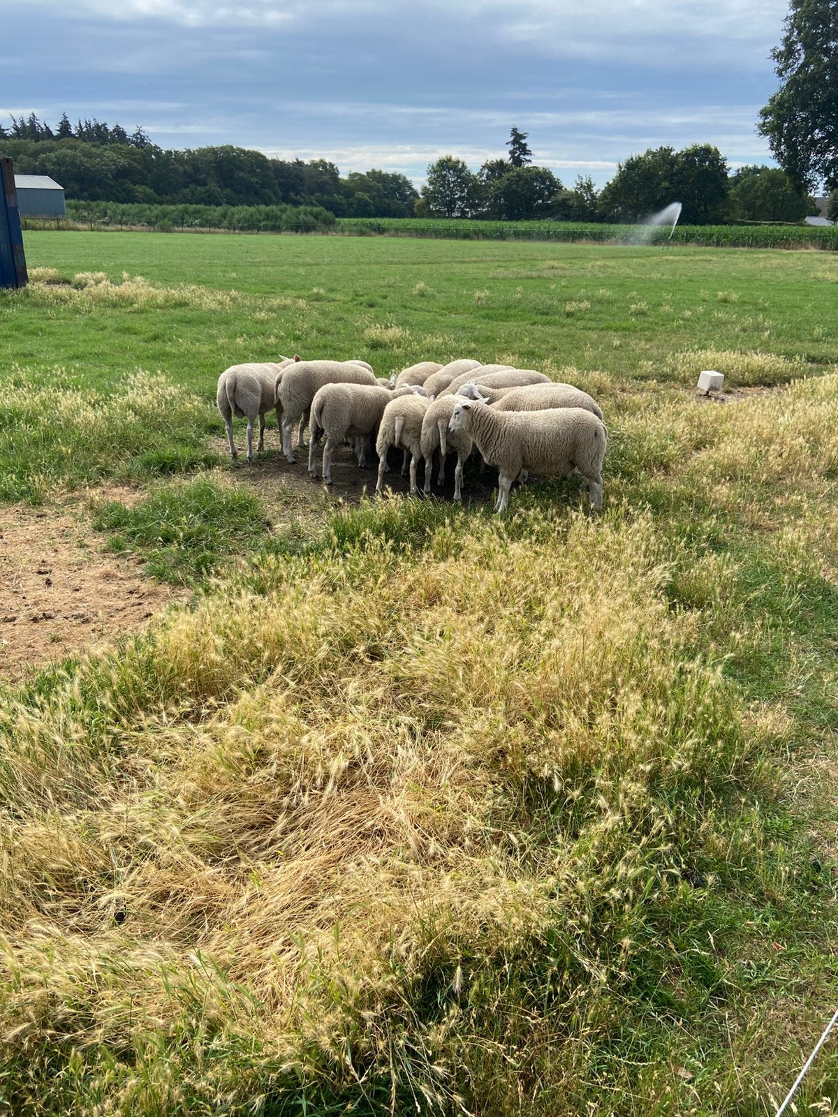 Schapen swifters, Meerdere dieren, Schaap, 0 tot 2 jaar