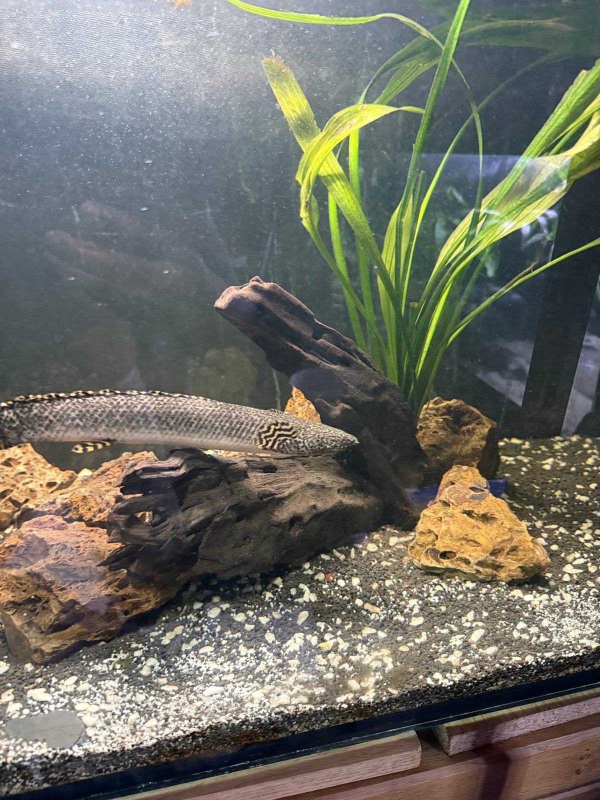 Ornate Bichir 35CM, Vis