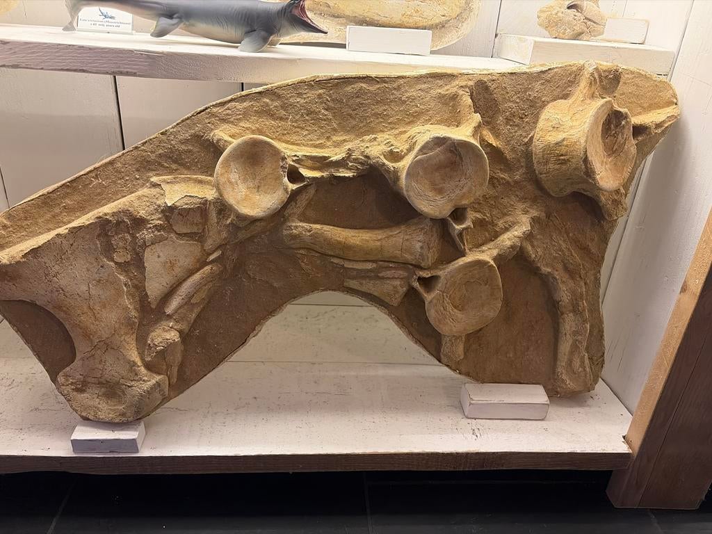 Plesiosaurus wervels., Ophalen of Verzenden, Fossiel