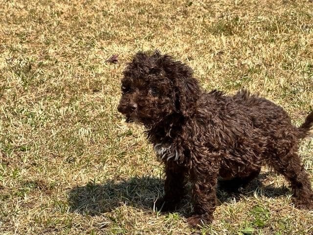 Te koop mooie choco Maltipoo xpoedel pups, Nederland, CDV (hondenziekte), 8 tot 15 weken, Meerdere