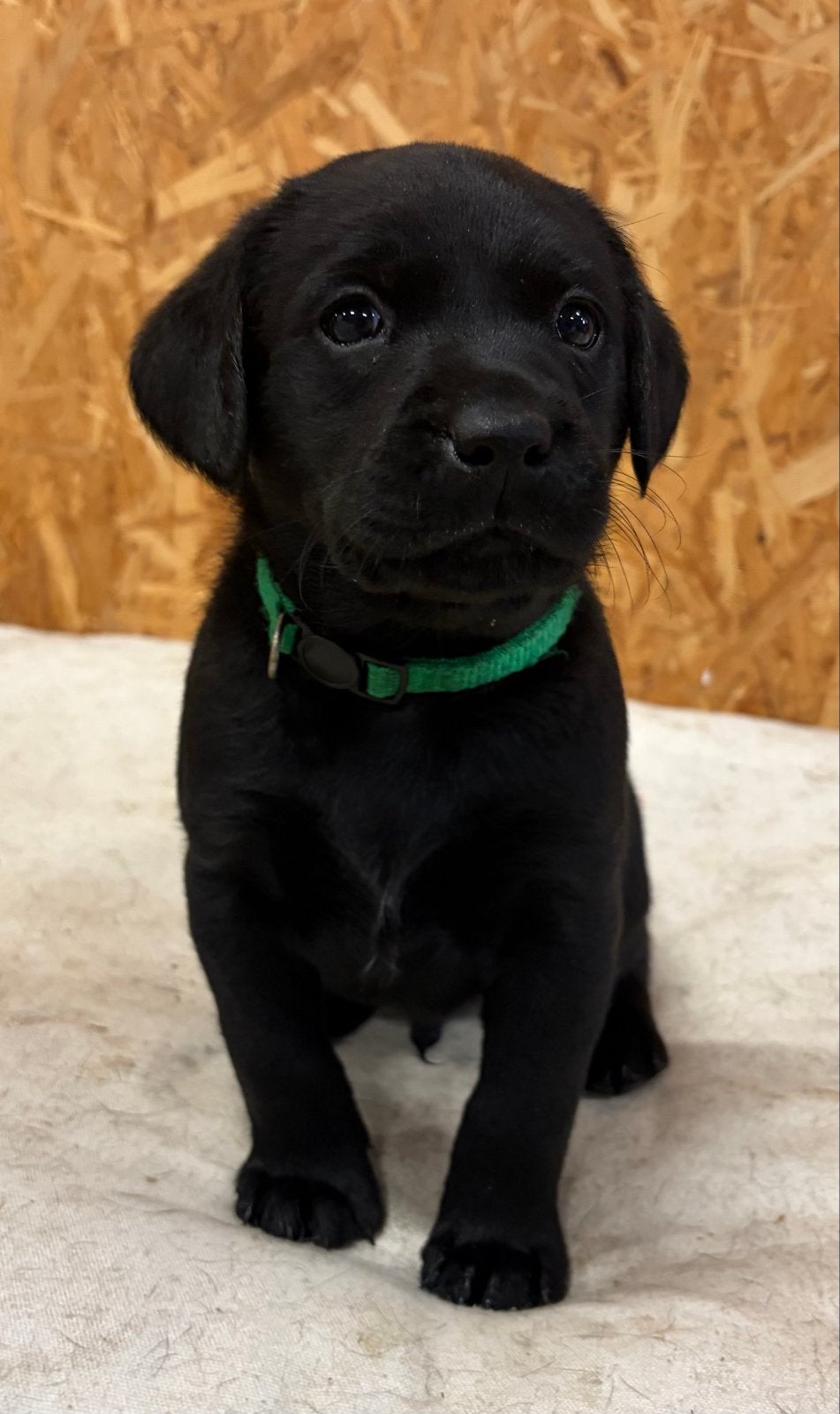 Prachtige Labrador pups met stamboom, CDV (hondenziekte), 8 tot 15 weken, Labrador retriever, Meerdere
