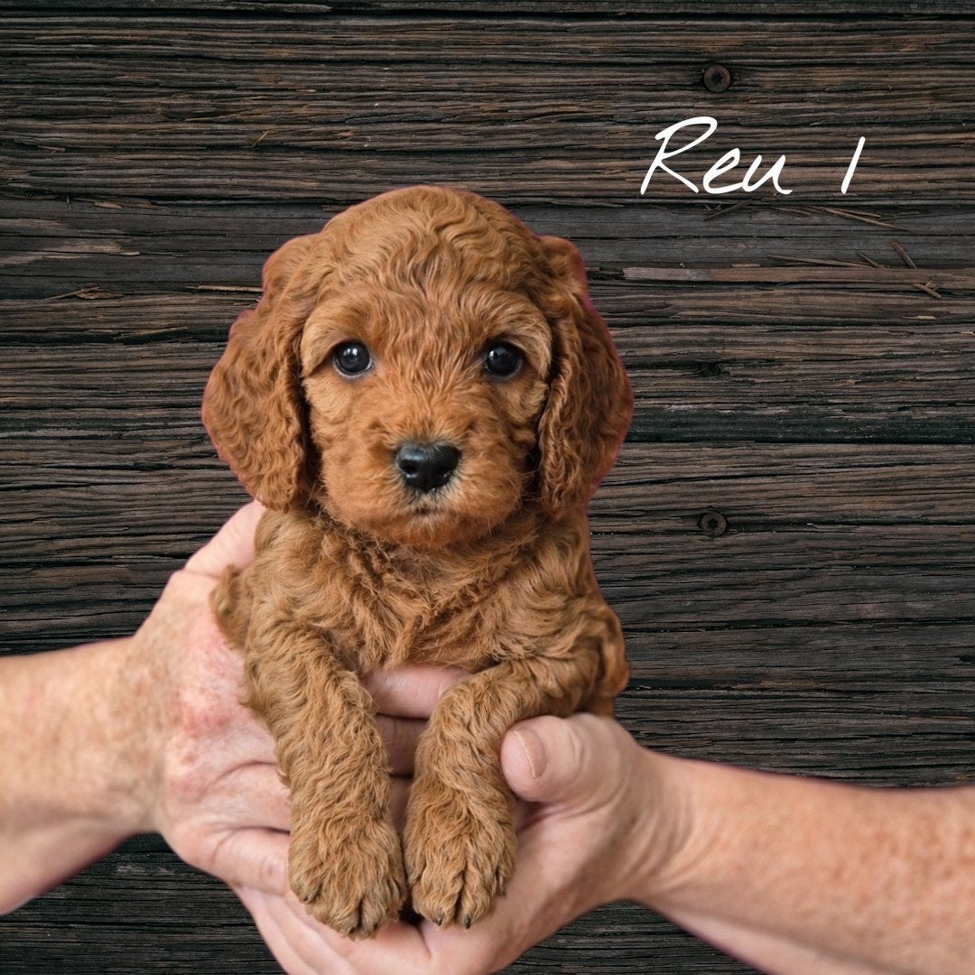 Prachtige Cavapoo pups beschikbaar, Parvo, Overige rassen, 8 tot 15 weken, Meerdere