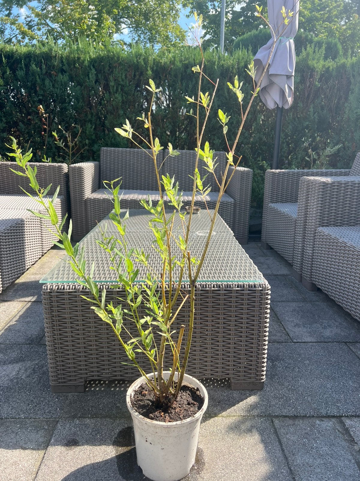 Salix integra, Volle zon, Bloeit niet, Minder dan 100 cm, Overige soorten