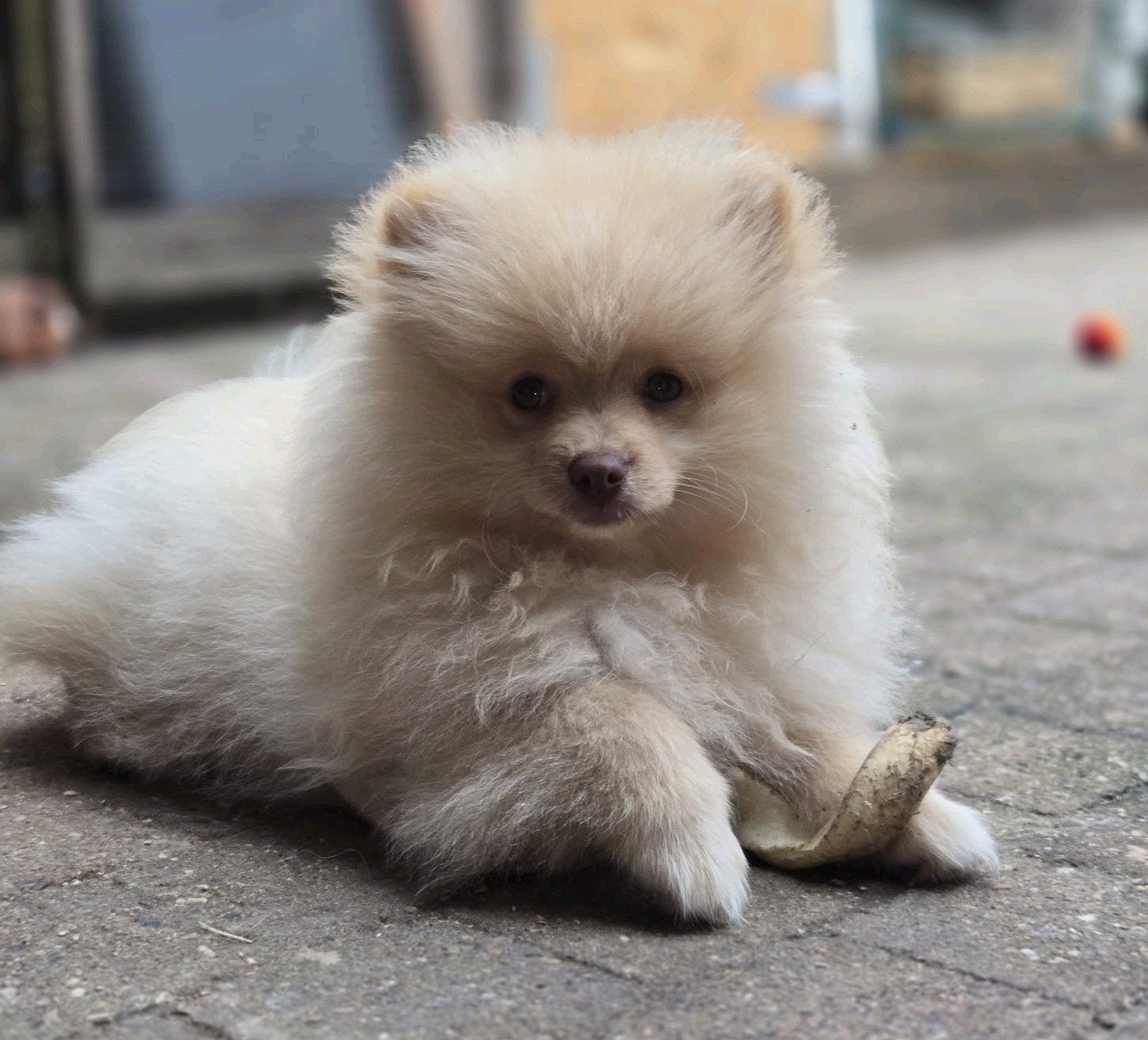 pomeriaan pup reutje, Dieren en Toebehoren, 15 weken tot 1 jaar, Eén hond, Nederland, Particulier
