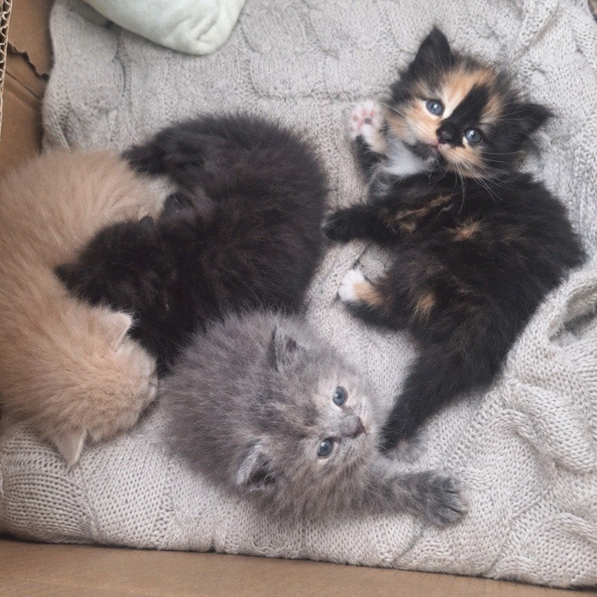 langharige kittens kruising noorseboskat/britskorthaar