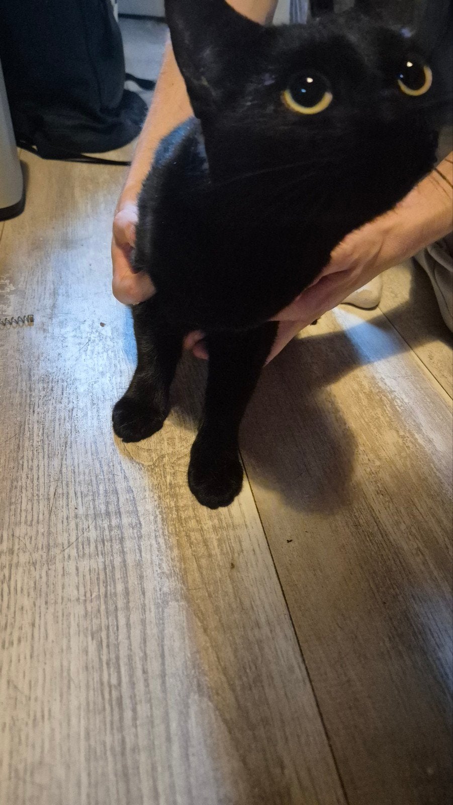 Nog geen jaar oud jong is  gesteriliseerd, Poes