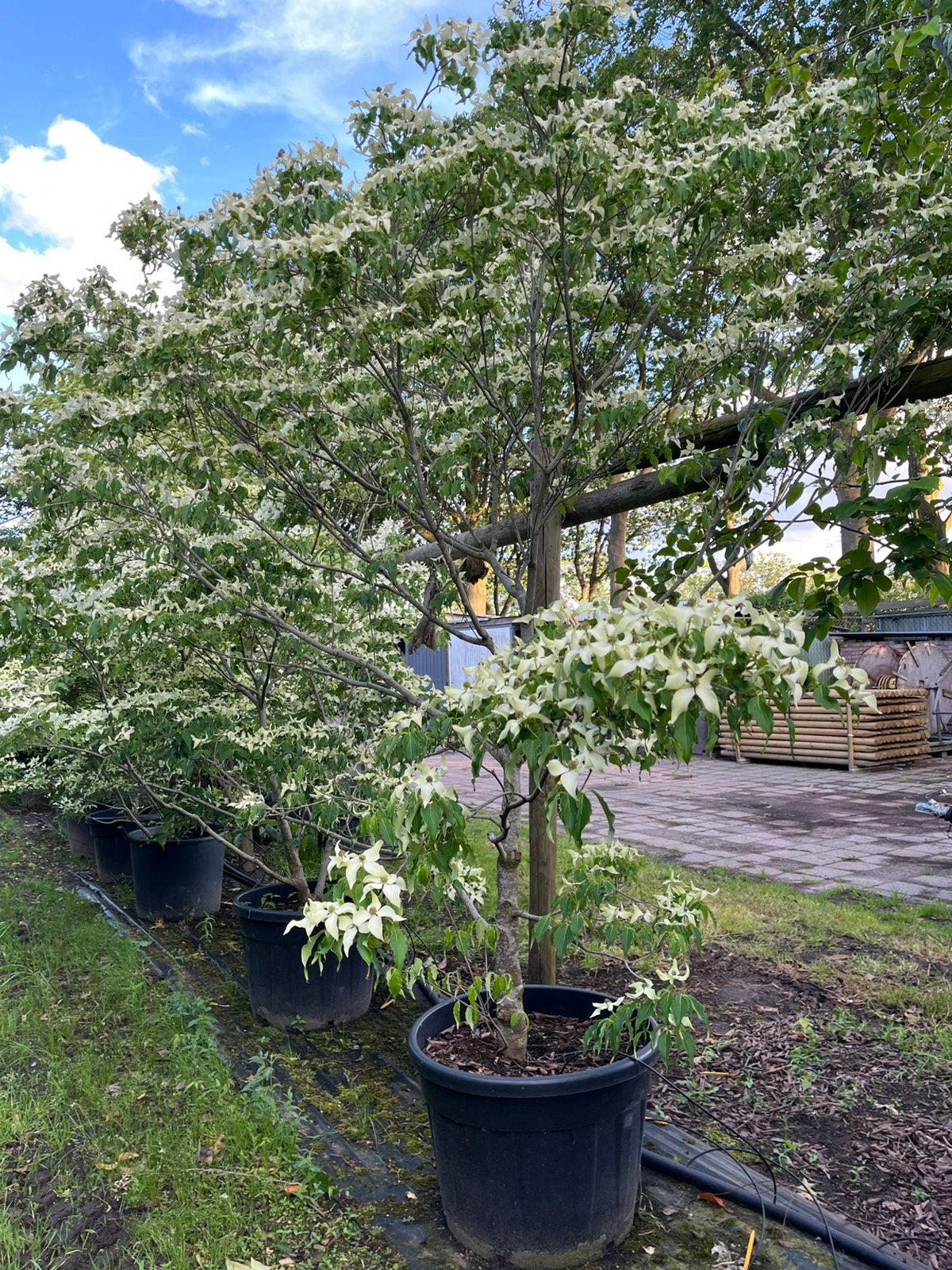 Japanse kornoelje te koop, Ophalen, Volle zon, Overige soorten, 100 tot 250 cm
