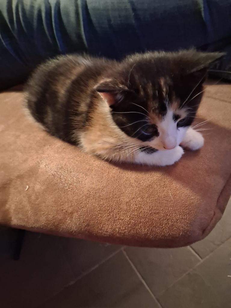 Kitten lapje, Dieren en Toebehoren, Katten en Kittens | Overige Katten, Poes, Kortharig, 0 tot 2 jaar