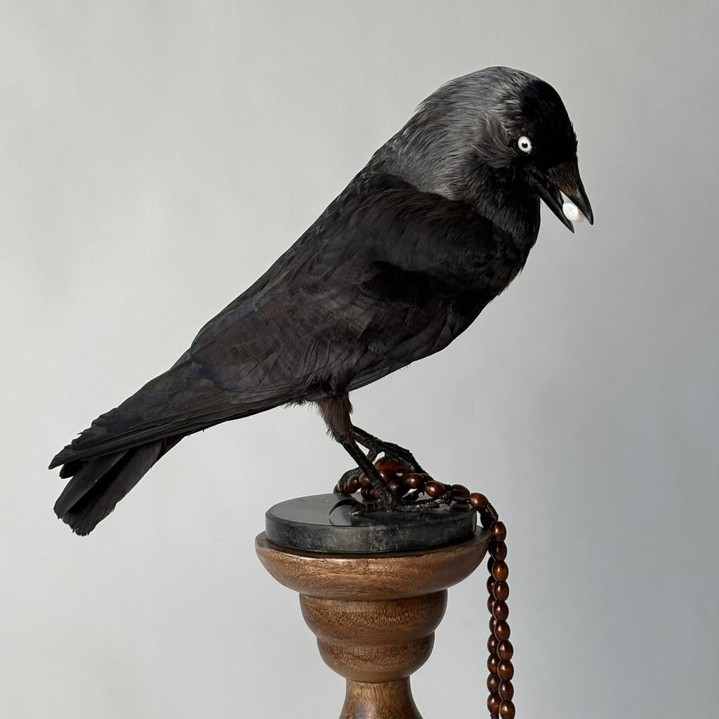 Opgezette kauw met rozekrans - taxidermie, taxidermy - vogel, Ophalen of Verzenden, Nieuw, Vogel, Opgezet dier