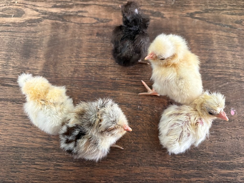 Padua hennen, Dieren en Toebehoren, Vrouwelijk, Kip