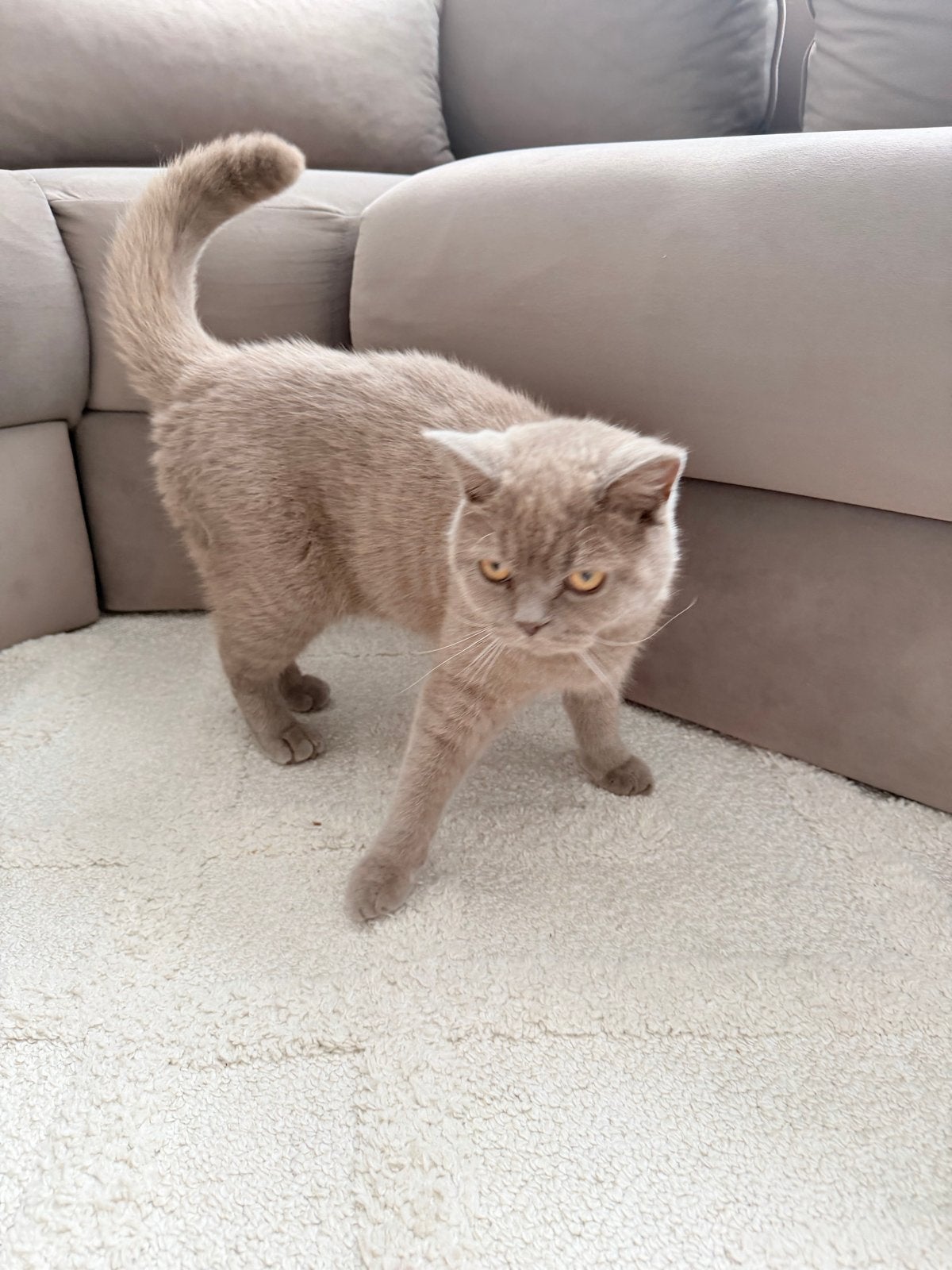 Knappe crème Scottish Fold kater., Kater
