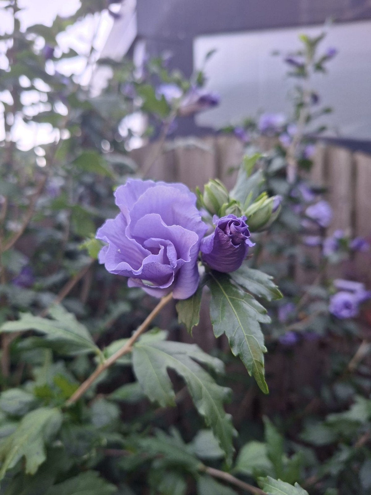 Hibiscus syriacus blauw, Ophalen, Volle zon