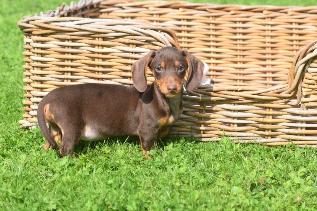 Teckel pups diverse kleuren, België, 8 tot 15 weken, Korthaar, Dwerg