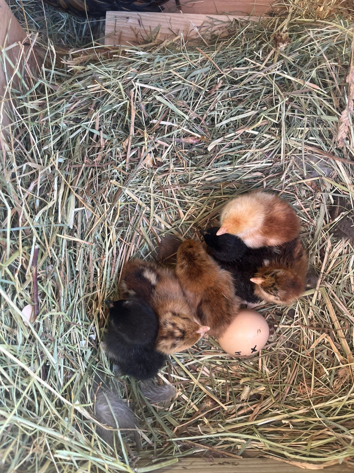 broedeieren van de Cochin kriel kip, Dieren en Toebehoren, Pluimvee