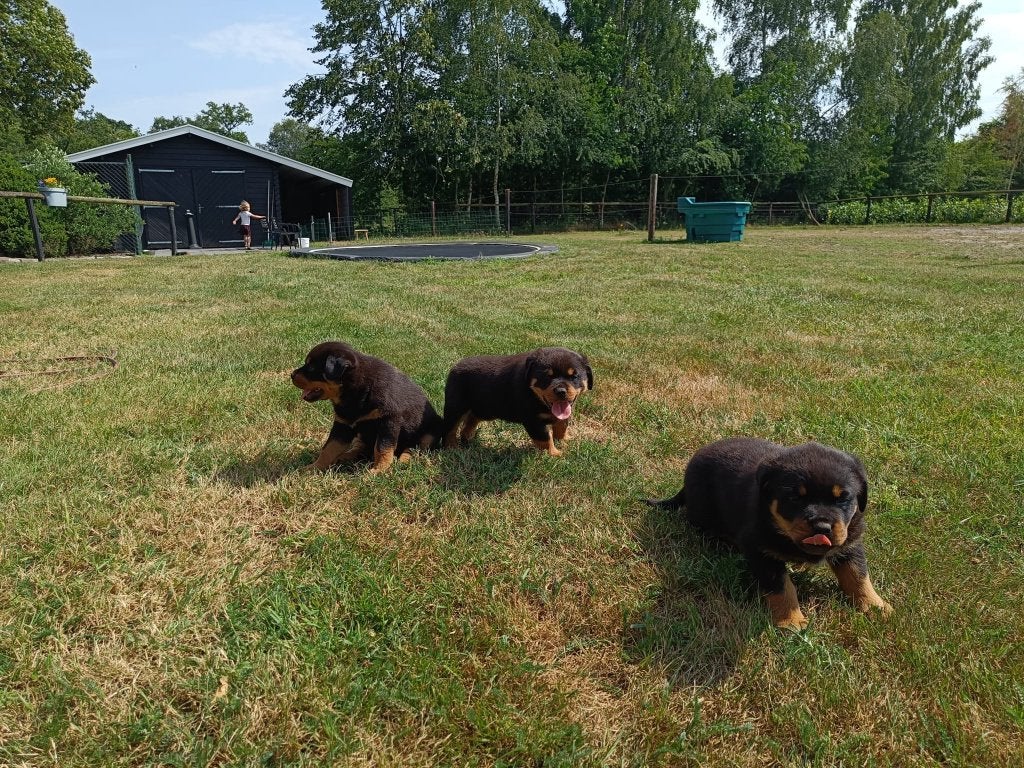 Prachtige Rottweiler Teefjes, 8 tot 15 weken, Teef, Parvo, Meerdere