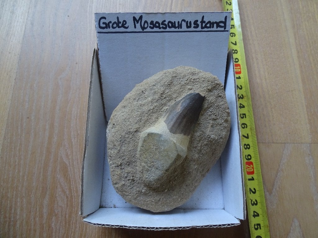 Grote fossiele mosasaurus-tand in gesteente (13.5x10x4cm), Ophalen of Verzenden, Fossiel