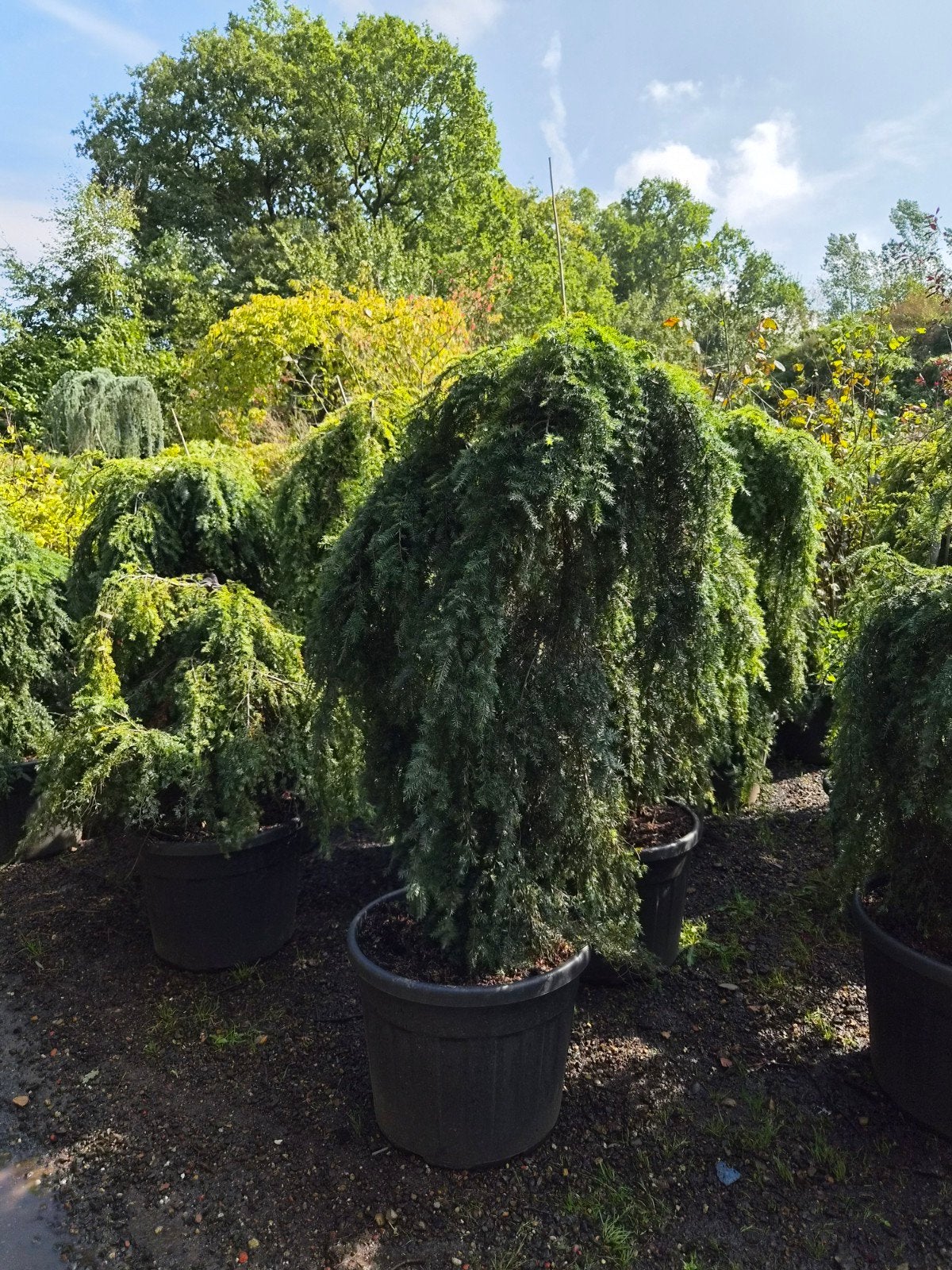 Tsuga Canadensis Pendula - Treurvormige Hemlockspar, Bloeit niet, 100 tot 250 cm, Ophalen, In pot