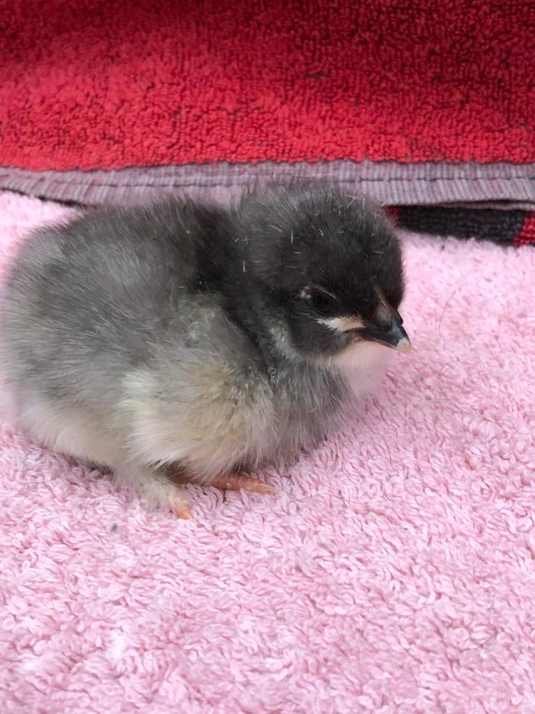 Broed eieren Marans. Blauw-koper, Geslacht onbekend, Kip