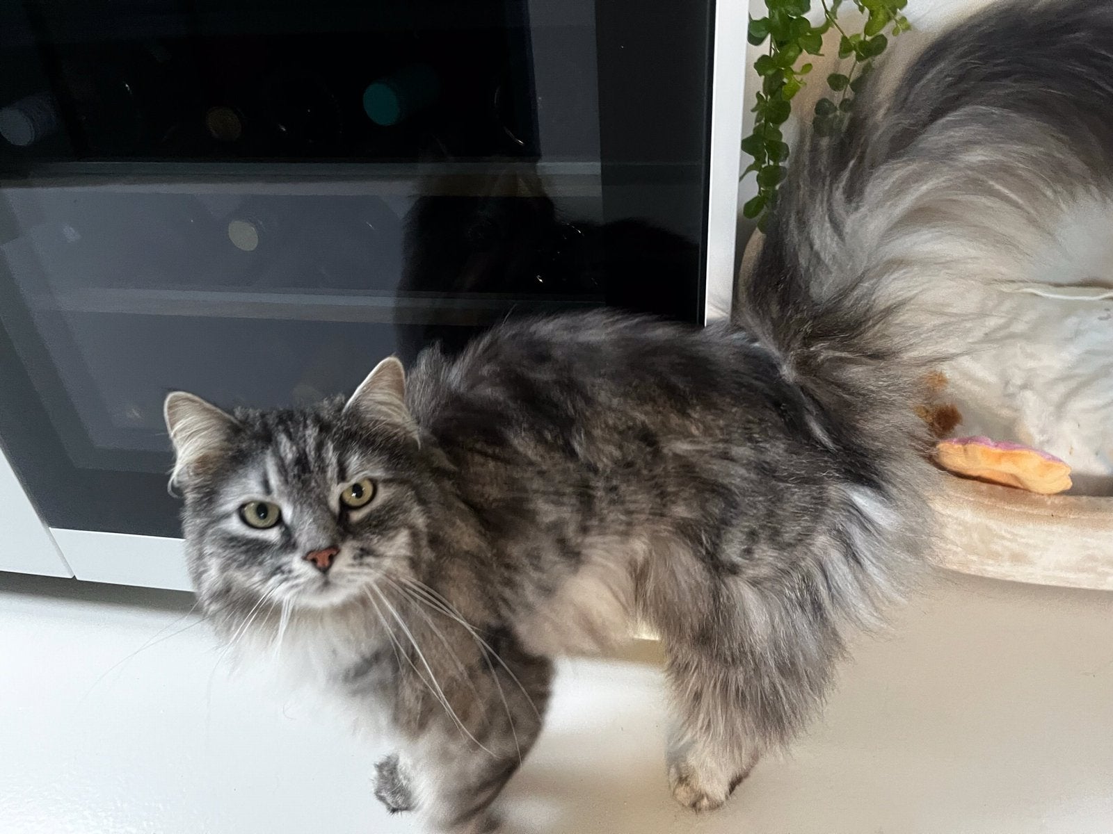 Siberische boskat met stamboom zoekt fijn huis, Kater, Met stamboom