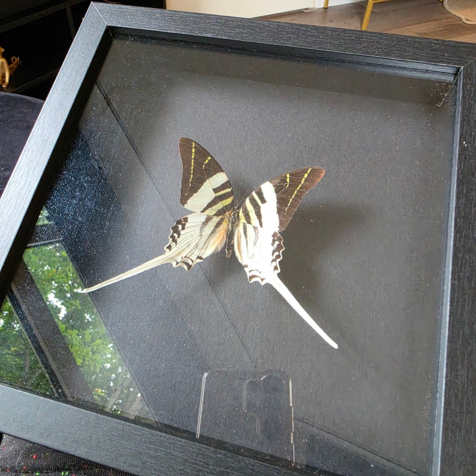 vlinderpreparaat (Graphium androcles), Ophalen