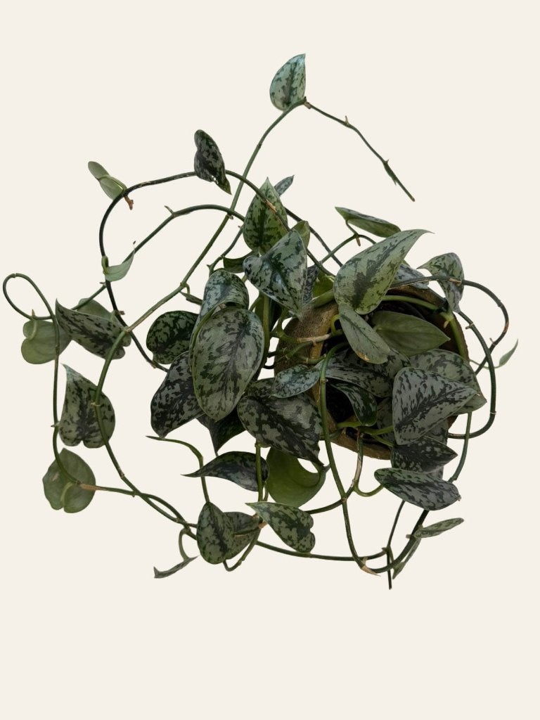 Scindapsus Silvery Ann p12, Huis en Inrichting, Kamerplanten, Ophalen of Verzenden, Halfschaduw, Minder dan 100 cm